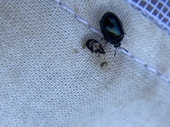 Tachyerges ephippiatus