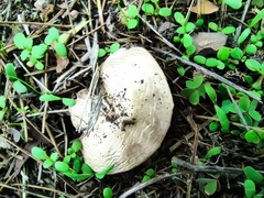 Agaricus campestris