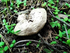 Agaricus campestris