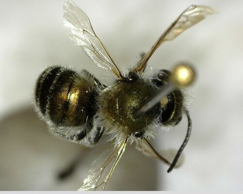 iNaturalist observation photo of Mason Bees