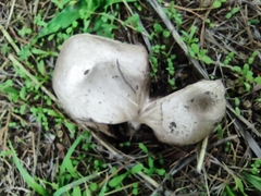 Agaricus campestris