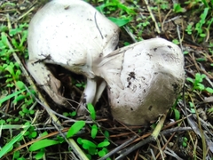 Agaricus campestris