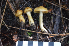 Cortinarius ignotus