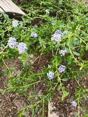 Ceanothus parvifolius