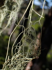 Alectoria sarmentosa