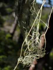 Alectoria sarmentosa