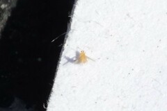Frankliniella