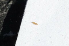 Frankliniella