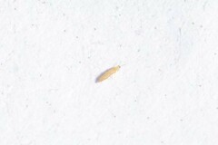 Frankliniella