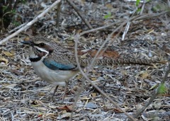 Uratelornis chimaera
