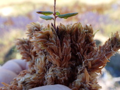 Sphagnum austinii