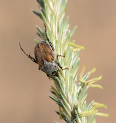 Chaetopteroplia segetum