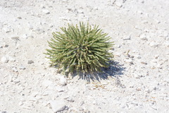 Anabasis cretacea
