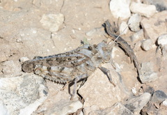 Asiotmethis muricatus