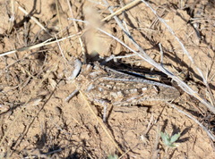 Asiotmethis muricatus