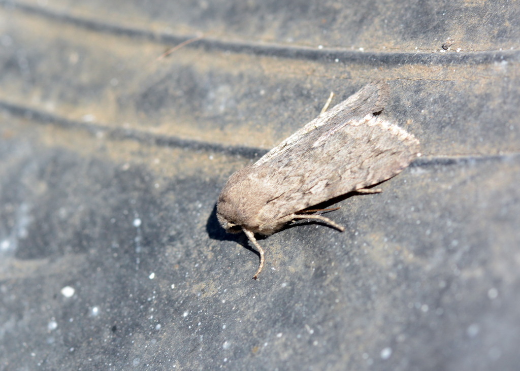 Rhiza stenoptera