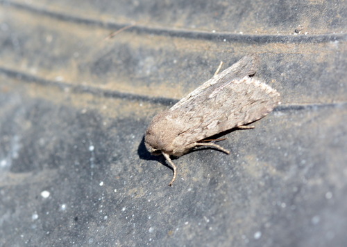 Pseudohadena stenoptera