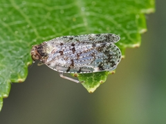 Cixius pini