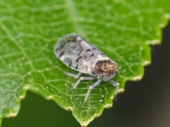 Cixius pini
