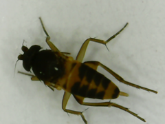 Diptera