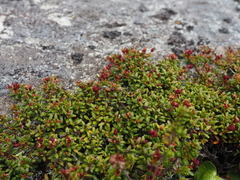 Kalmia procumbens
