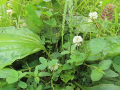 Sphenopholis obtusata