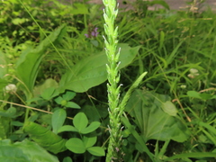 Sphenopholis obtusata