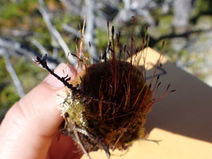 Tetraplodon mnioides