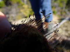 Tetraplodon mnioides