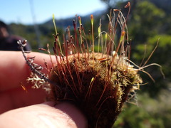 Tetraplodon mnioides