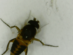 Diptera