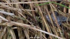 Sceliphron deforme atripes