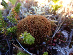 Tetraplodon mnioides