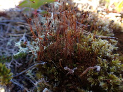 Tetraplodon mnioides