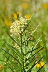 Asclepias hirtella