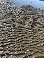 Mictyris longicarpus