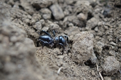 Stenopelmatus minor