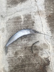 Hemiramphus bermudensis