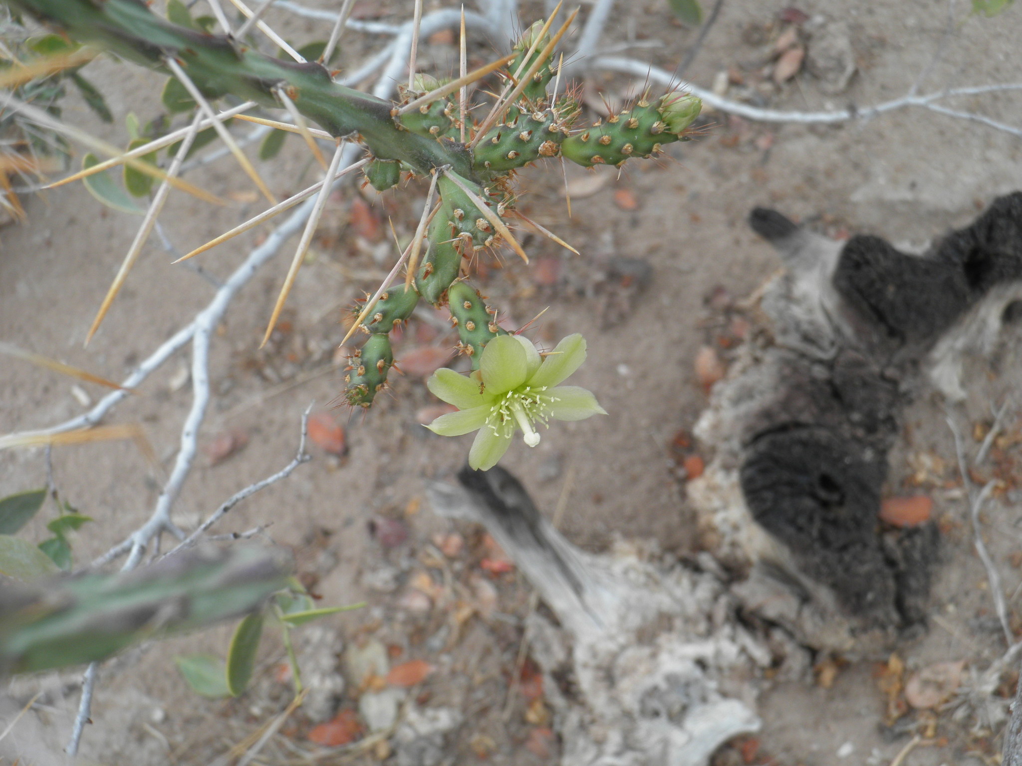 Cylindropuntia lindsayi