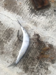 Hemiramphus bermudensis