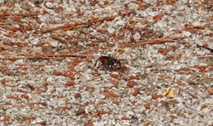 Palmodes occitanicus