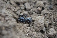 Stenopelmatus minor