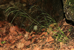 Poa sichotensis
