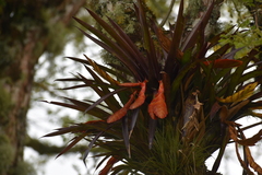 Tillandsia multicaulis