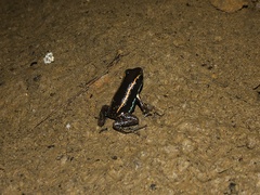 Phyllobates lugubris