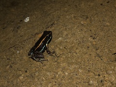 Phyllobates lugubris