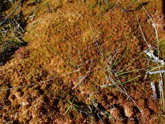 Sphagnum austinii