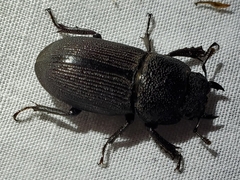 Dorcus brevis
