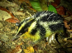 Hemicentetes semispinosus