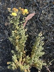 Calceolaria parvifolia
